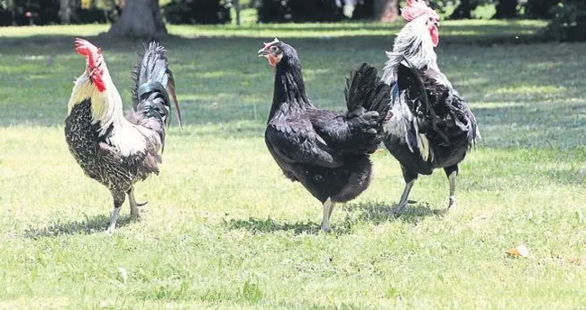 Denizli Horozu Nun Genleri Korunuyor Egeli Sabah Haberleri Denizli Horozu Nun Genleri Korunuyor Egeli Sabah Haberleri