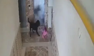 Şırnak’ta sokak köpeği saldırısı