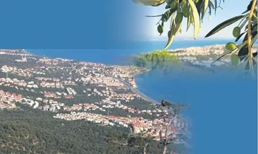 SABAH yazdı zeytinlik kurtuldu