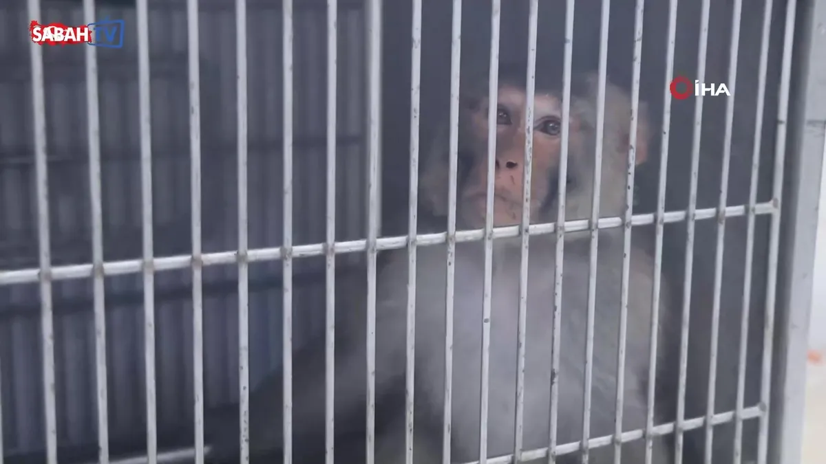Firari maymun ortalığı birbirine kattı, ekmek vermek isteyen kadını yaraladı | Video Firari maymun ortalığı birbirine kattı, ekmek vermek isteyen kadını yaraladı | Video