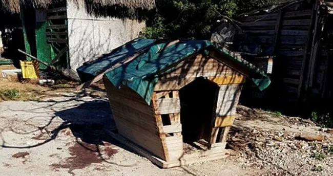 Cesme De 3 Kopek Av Tufegiyle Olduruldu Egeli Sabah Haberleri