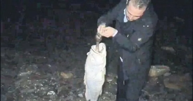 Nesli tehlikede olan balık pet şişe kurbanı