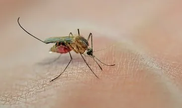 İstanbul’da Aedes cinsi sivrisinek alarmı! Aedes sivrisinek ısırığı belirtileri nelerdir, nasıl geçer, neden şişer?