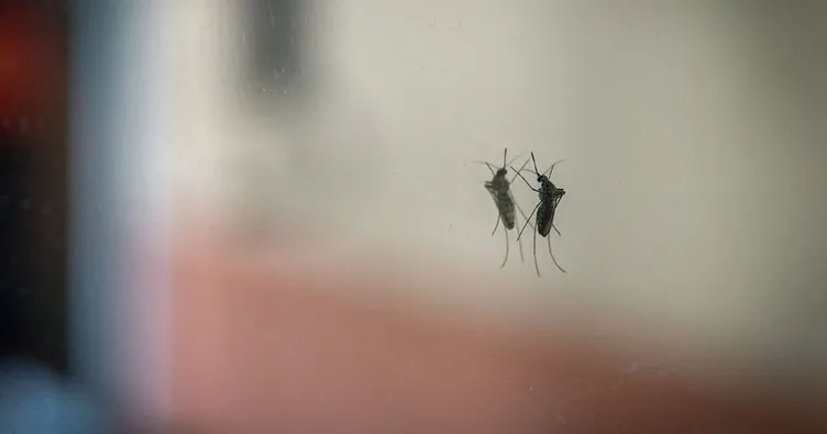 Chikungunya tehlikesi giderek artıyor!