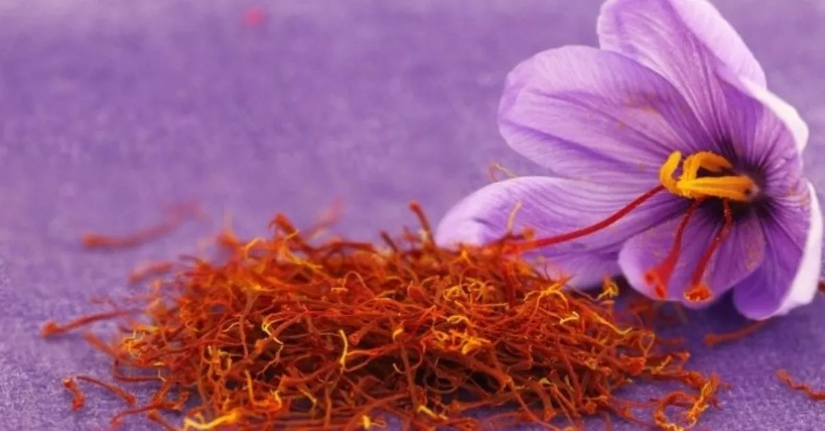 safranin faydalari nelerdir safran nerede yetisir ne icin kullanilir saglik haberleri