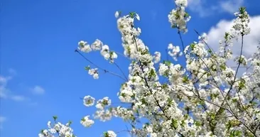 CEMRE DÜŞME TARİHLERİ | İlk cemre ne zaman ve nereye düşecek? Baharın müjdecisi!