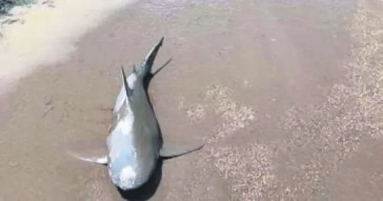 Kasırga köpekbalığını sokak ortasına fırlattı