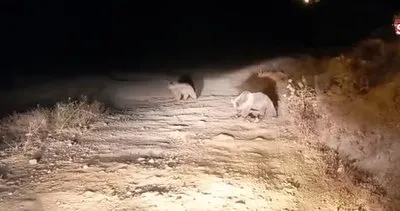 Boz ayılar bu ilçeyi mesken tuttu | Video
