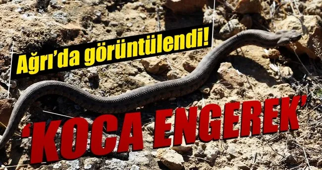 ‘Koca engerek’ Ağrı Dağı’nda