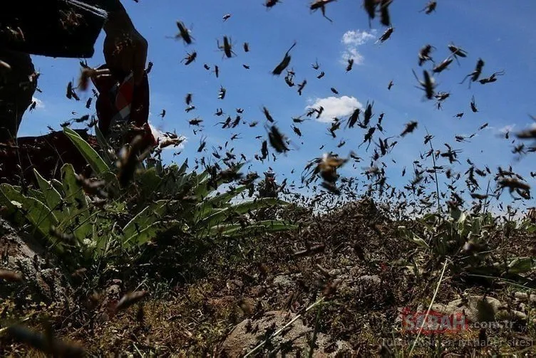 Son Dakika Haberi | Corona korkusu sürerken... Karınca istilasında dehşet verici görüntüler: Karınca istilası nerede?