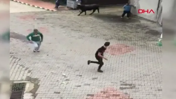 Rize'de kaçan kurbanlık boğa peşine düşen vatandaşları kovaladı | Video