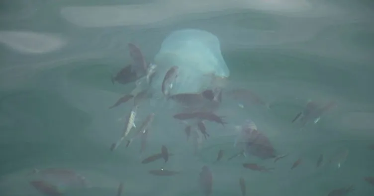 Kemerli Tarakçı Balıkları’nın deniz anasına saldırı anı kameralara yakalandı