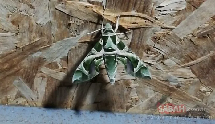 Dünyanın en hızlı kanat çırpan kelebeği Hatay’da görüntülendi