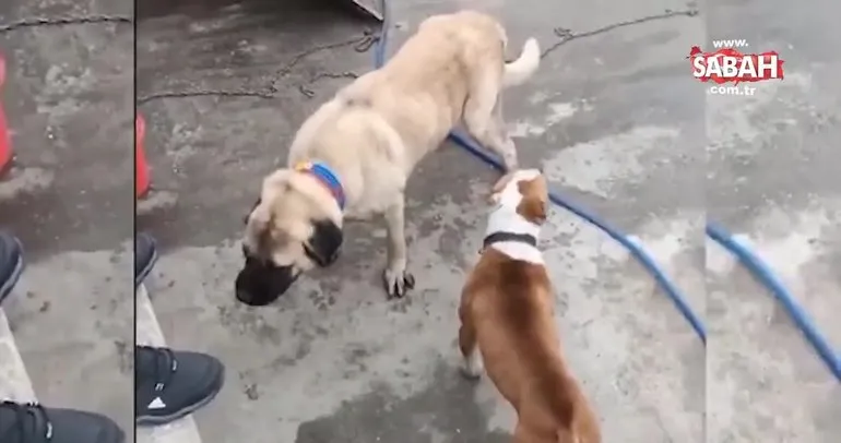 Köpek dövüştüren 3 kişiye 50 bin TL para cezası | Video