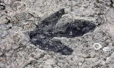 Güney Kore’de dünyanın en küçük dinozor ayak izleri bulundu