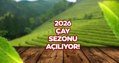 Yaş çay alım fiyatları 2026: Sezon başlıyor! Yaş çay alım fiyatı ne kadar?
