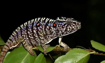 Bir asır sonra ortaya çıktı