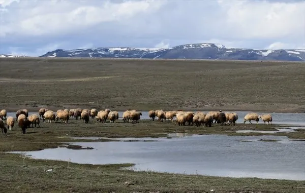 Kars'ta meralar canlanıyor
