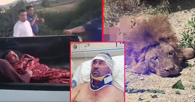 Antalya’da aslan tarafından saldırıya uğramıştı! Talihsiz çiftçi konuştu: Aslanın suçu yok ama...