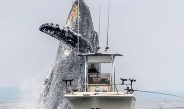 Kambur balina şov yaptı