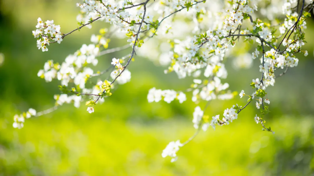 BAHARIN MÜJDECİSİ CEMRE DÜŞME TARİHLERİ 2026: İlk cemre ne zaman, nereye düşüyor?