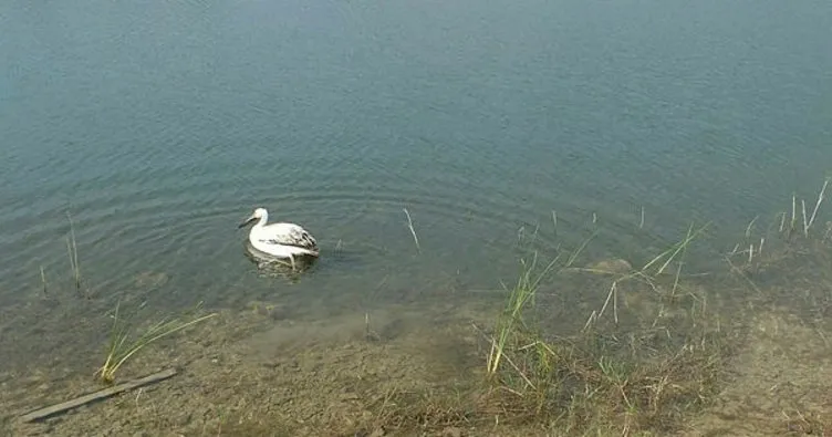 Yaralı bulunan pelikan, doğaya bırakıldı