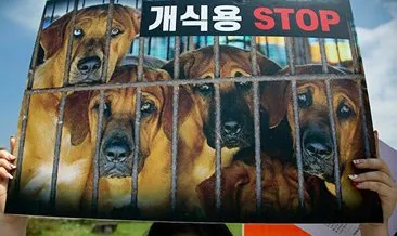 Güney Kore’de köpek eti tüketimi yasaklanacak!