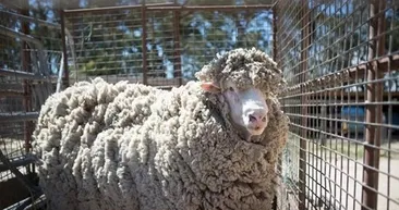 Böylesini görmüş müydünüz?