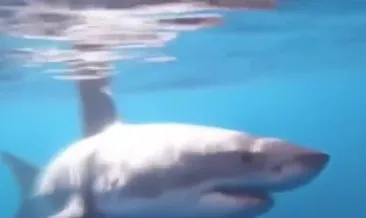 Dehşet görüntüleri! ABD’de dev köpekbalığı balık tutanlara böyle saldırdı