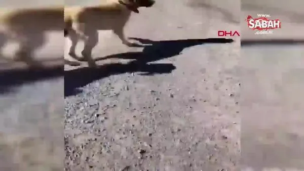 Çoban köpeklerini, eşek yavrusuna saldırtan Berat Kaya yakalandı |  Video