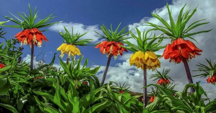 ‘Ağlayan gelinler’ görsel şölen oluşturuyor