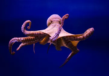 Harry Potter’ın görünmezlik pelerini gerçek mi oluyor? Bilim dünyasını sarsan buluş!