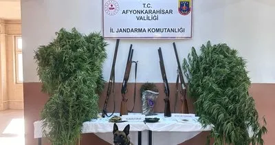 Afyon’da vatandaş tarlayı kenevir bahçesine çevirmiş #afyonkarahisar