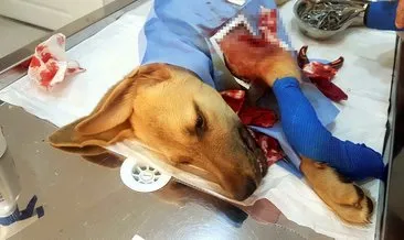 Bacağı kırık köpeğe 1,5 saatlik ameliyat