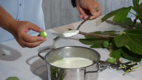 kaynagi-anadolu-2-bin-750-yillik-yogurt-tarifi-kesfedildi-bir-tane-inciri-1724847325681.jpg