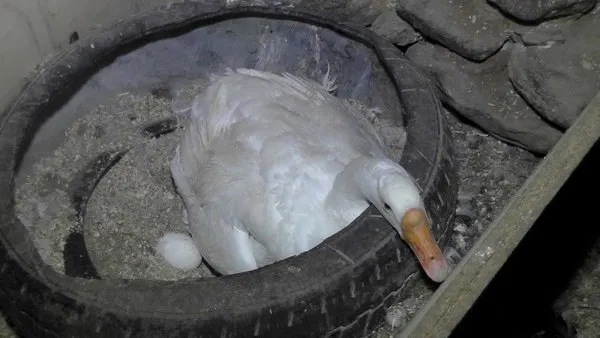 Evini satarak kaz çiftliği kurdu