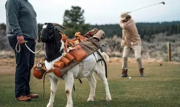 Golf kulübünün maaşlı keçileri
