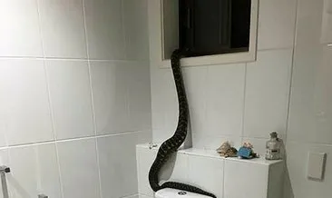 2,5 metrelik piton banyoya girdi!