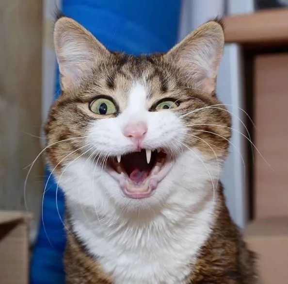 İnternetin yeni fenomeni: Rixie
