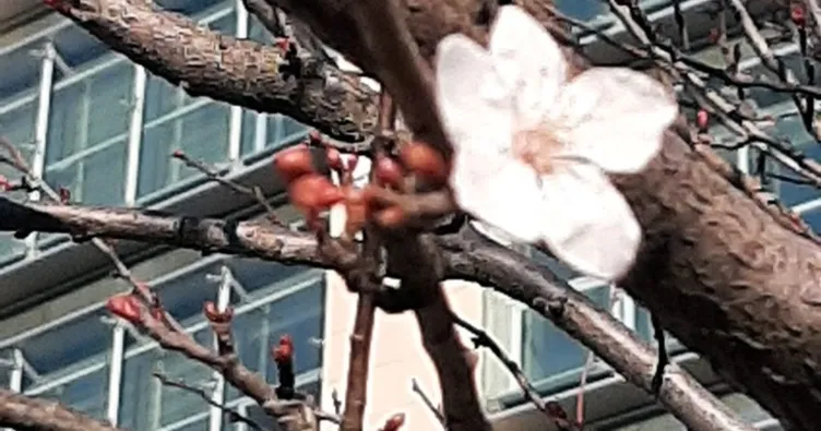 Yalancı bahar ağaçlara çiçek açtırdı