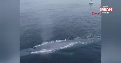 ABD’de okyanus kıyısında balıkçıları korkutan dev mavi balina kamerada | Video