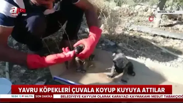 Mersin'de yavru köpeklere işkence!