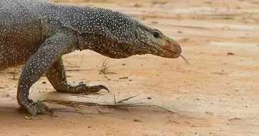 Komodo ejderi ve piton, vahşi doğada karşı karşıya! O anlar kameralara böyle yansıdı: