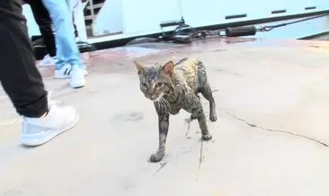 Beşiktaş’ta dalgıçlı kedi kurtarma operasyonu