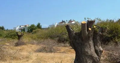CHP’li belediyeden ağaç katliamı! Zeytin ağaçlarının yerine lüks villalar dikiliyor: Sözde çevreciler sessiz
