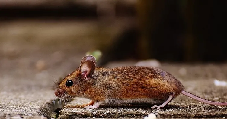 Polonya’da farelere savaş açıldı