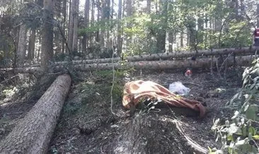 Kestiği ağacın altında kalan orman işçisi öldü Kestiği ağacın altında kalan orman işçisi öldü