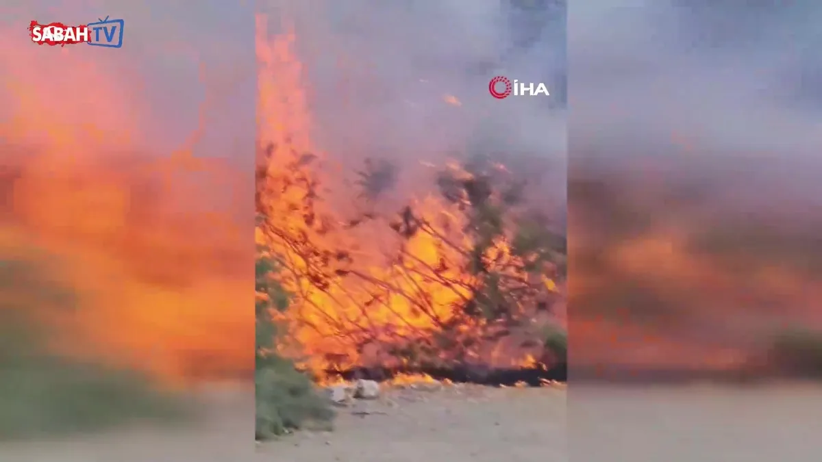 Kuşadası’nda ağaçlık alanda çıkan yangın büyümeden söndürüldü | Video videosunu izle Kuşadası’nda ağaçlık alanda çıkan yangın büyümeden söndürüldü | Video videosunu izle