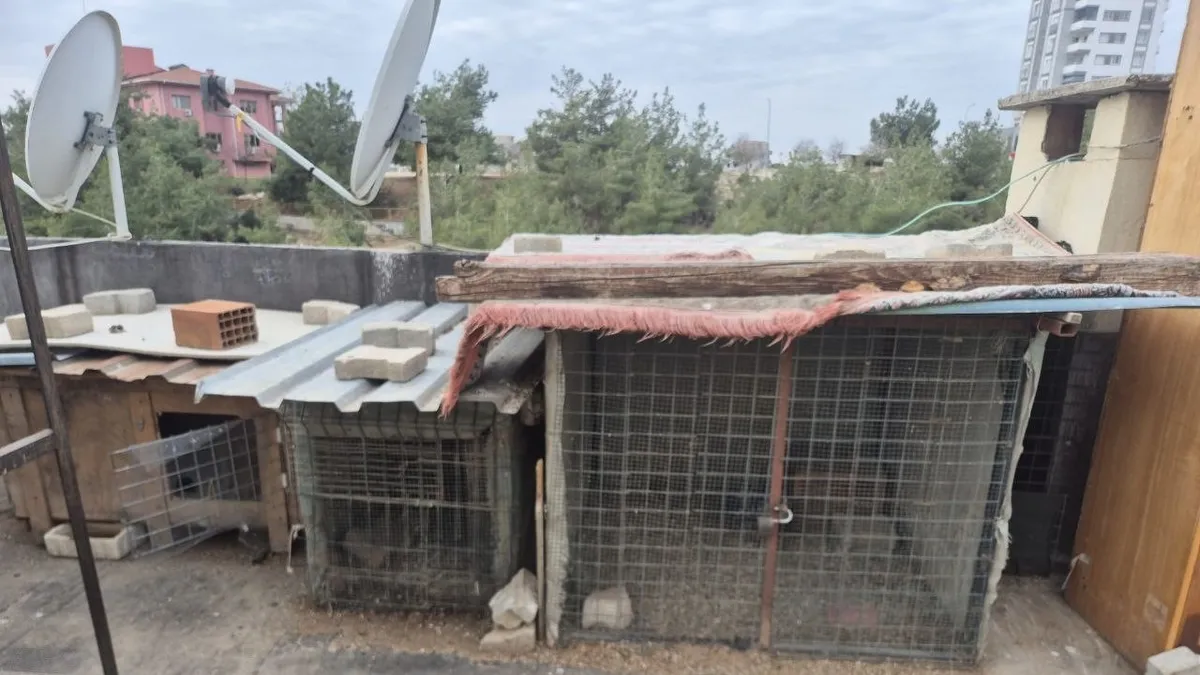 Adana’da damdaki kuşları çaldı: Asansörde yaptıkları yok artık dedirtti! O anlar kamerada Adana’da damdaki kuşları çaldı: Asansörde yaptıkları yok artık dedirtti! O anlar kamerada