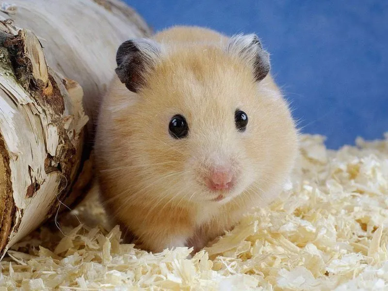 sabah